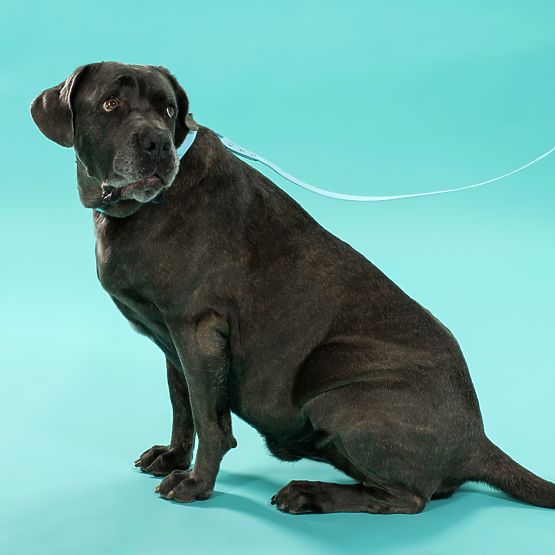 Laisse et collier pour chien PJ-078 bleu L