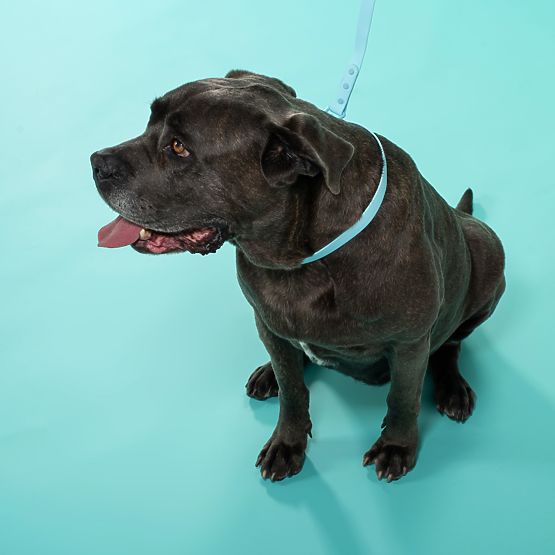 Laisse et collier pour chien PJ-078 bleu L