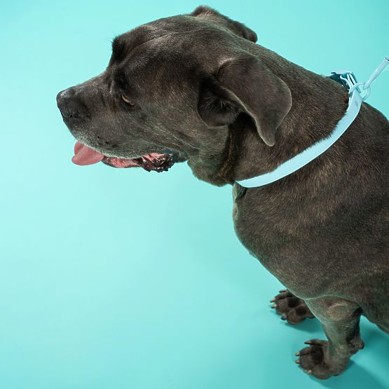 Laisse et collier pour chien PJ-078 bleu L