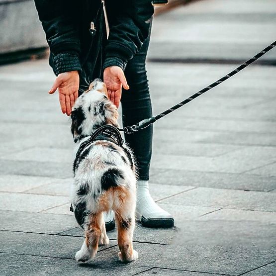 Laisse et collier réfléchissants pour chien PJ-035 rouge