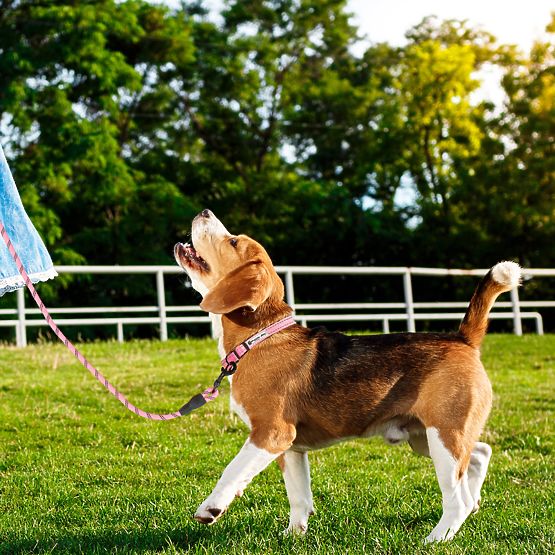 Laisse et collier réfléchissants pour chien PJ-036 Rose