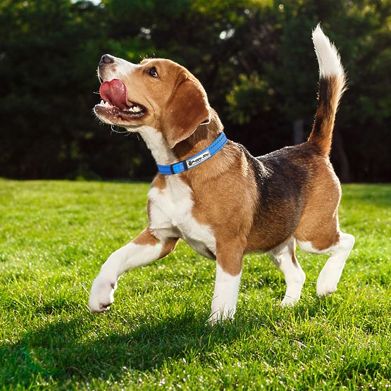 Laisse et collier réfléchissants pour chien PJ-037 bleu