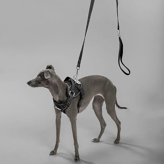 Laisse et harnais pour chien PJ-055 noir M