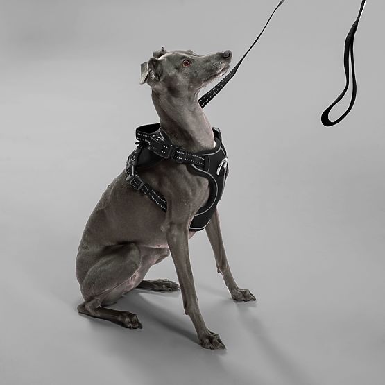 Laisse et harnais pour chien PJ-055 noir M