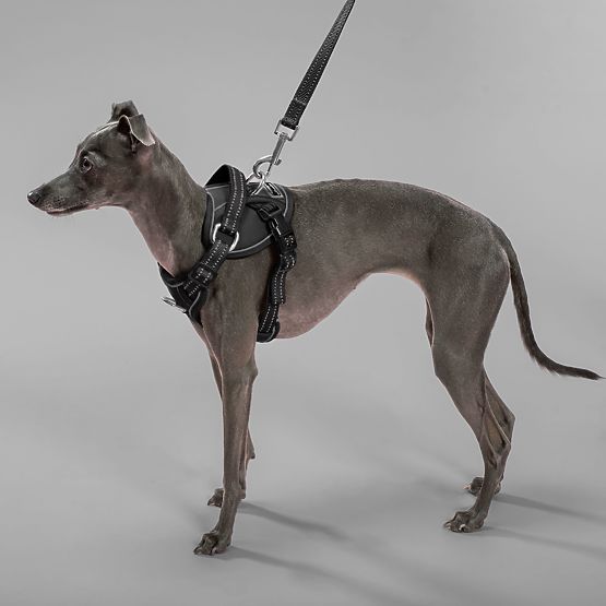 Laisse et harnais pour chien PJ-055 noir M