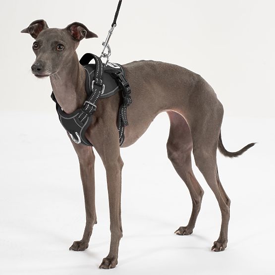 Laisse et harnais pour chien PJ-055 noir M