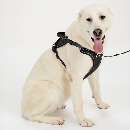 Laisse et harnais pour chien PJ-059 noir L