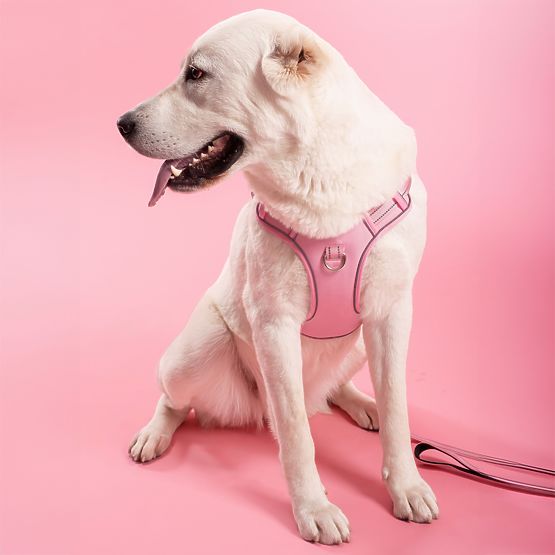 Laisse et harnais pour chien PJ-060 rose L