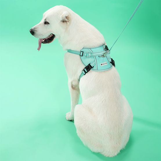 Laisse et harnais pour chien PJ-061 vert L