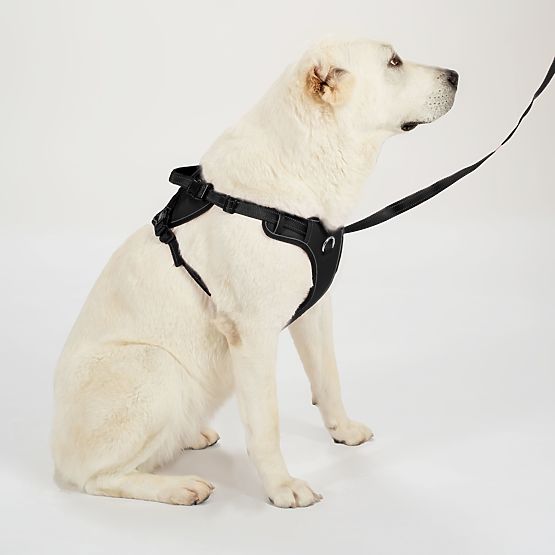 Laisse et harnais pour chien PJ-063 noir XL