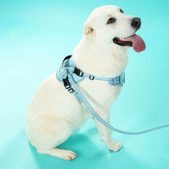 Laisse et harnais pour chien PJ-065 vert XL