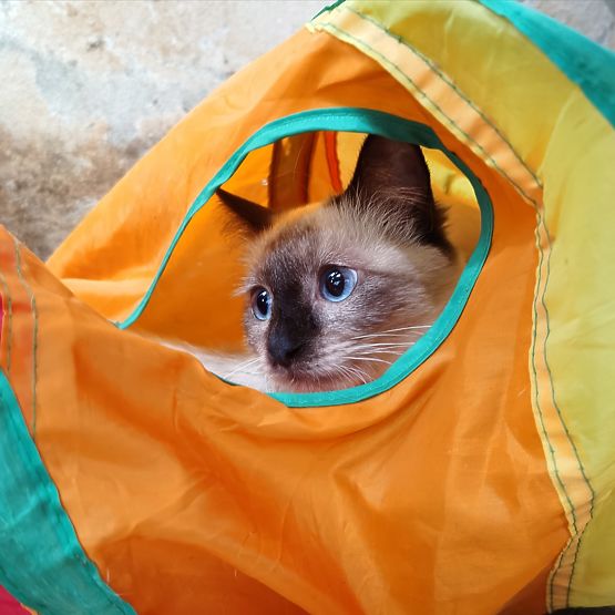 Long tunnel ressort jouet pour chat FIGARO