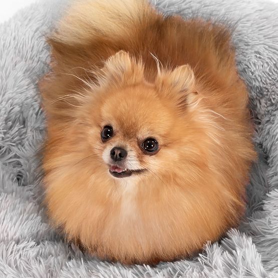 PANIER POUR CHIEN CHAT PJ-014 GRIS CLAIR L