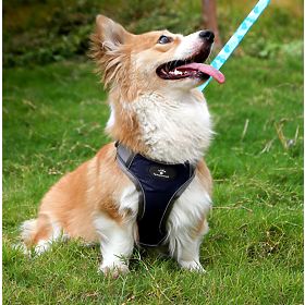 Harnais d'entraînement pour chiens ASTRO bleu taille S
