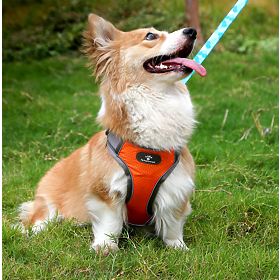 Harnais d'entraînement pour chiens ASTRO orange taille S