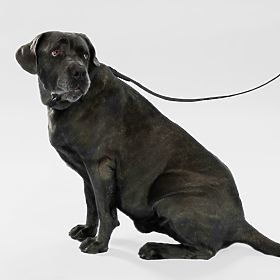 Laisse et collier pour chien PJ-075 noir L, PuppyJoy