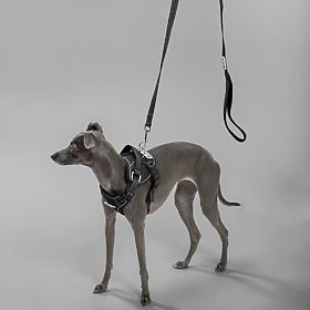 Laisse et harnais pour chien PJ-055 noir M