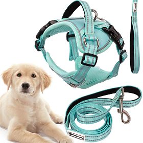 Laisse et harnais pour chien PJ-061 vert L